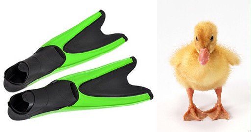 研究应用动物的灵性来为人类服务的例子真是不